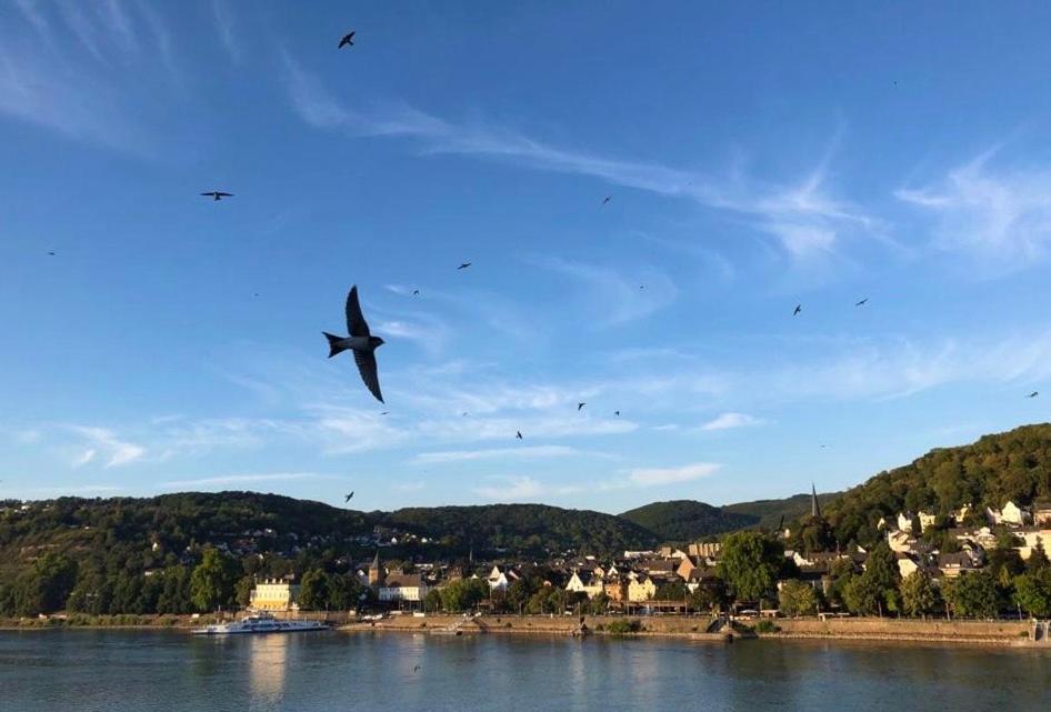 Rheinvilla Arte Remagen Exteriér fotografie